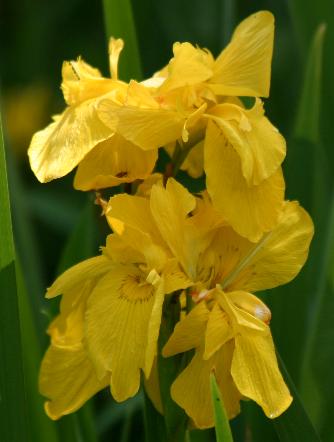 Iris - pseudacorus Sun Cascade